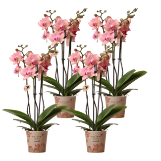 KOMBI-ANGEBOT! 4 Schmetterlingsorchideen Jewel Pirate Picotee, Farbe Orange/Rosa, blühende Zimmerpflanze, Phalaenopsis-Orchideen, Topfgröße Ø12cm