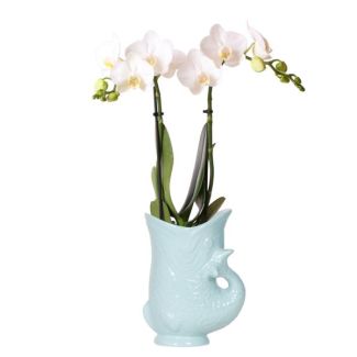 Blühende Zimmerpflanzen, Weiße Phalaenopsis Orchidee Amabilis, + Fischtopf Türkis - Topfgröße Ø9cm