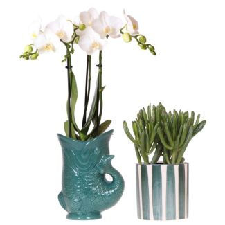 Blühende Zimmerpflanze, Set aus weißen Phalaenopsis-Orchideen Amabilis im Fischtopf grün, Sukkulente im bemalten Streifen-Topf grün, Topfgröße Ø9cm