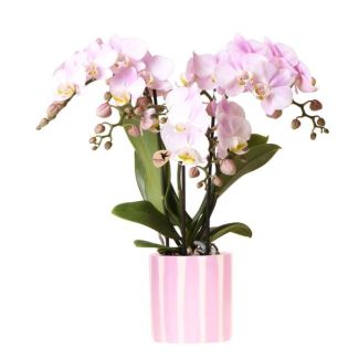 Schmetterlingsorchidee, Blühende Zimmerpflanze, Rosa Phalaenopsis-Orchidee Portugal + Bemalter Streifen-Topf rosa - Topfgröße Ø9cm