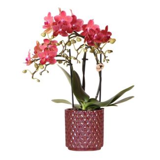 Blühende Zimmerpflanze, Rot/Rosa Phalaenopsis Orchidee Kongo + Perlen-Topf rot, Topfgröße Ø9cm