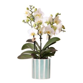 Weiße Phalaenopsis-Orchidee Lausanne + bemalter Streifen Übertopf türkis, Topfmaß Ø9cm