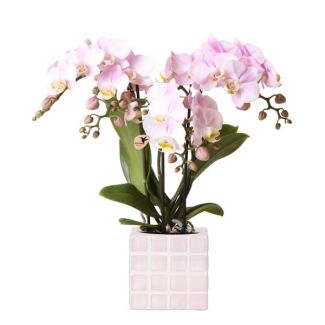 Betörendes Rosa: Phalaenopsis-Orchidee mit Mosa-Schale | Topfgröße Ø9cm | Frisch geliefert