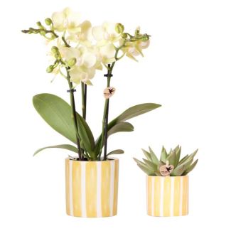 Geschenk-Tipp! Geschenkset mit gelber Orchidee Mexiko Ø9cm, grüner Sukkulente Ø6cm, bemalter Streifen-Übertopf
