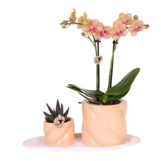 Geschenkset Optimismus klein Pfirsich, Orange Orchidee Ø9cm, Grüne Sukkulente Ø6cm, Süße Dekotöpfe, Weißes Organisches Tablett