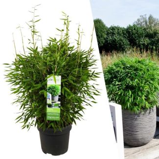 Fargesia Moontears Boobux bamboe in pot Ø29 cm – hoogte 70 cm