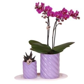 Geschenkset klein lila, Orange Orchidee Morelia Ø9cm, Grüne Sukkulente Ø6cm, Süße Dekotöpfe, Weißes organisches Tablett