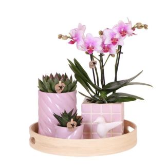 Geschenkset Bunte Optimismus Rosa, Orange Orchidee Ø9cm, Grüne Sukkulente Ø6cm, Keramische Ziertöpfe, Dekoschale aus Bambus