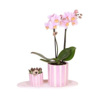Geschenkset Mediterraner Sonnenuntergang klein, Rosa Schmetterlingsorchidee Andorra, in bemalter Streifen-Sichttopf Topfmaß 09cm, Grüne Pflanze bemalter Streifen, Topfmaß 06cm, Ovales weißes Tablett.