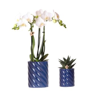 Stilvolle Duo-Pflanzen-Set, 1x Weiße Schmetterlingsorchidee Amabilis und 1x Sukkulent, Candy Dekorationsübertöpfe Blau, Topfgröße Ø9cm & Ø6cm, Blühende Zimmerpflanze