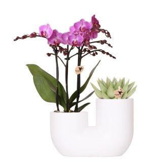 Stilvolle Duo Pflanzenpot Tube Zierpot Weiß, Set von 1 Rosa Schmetterlingsorchidee Wien und 1 Sukkulente, Topfgröße Ø9cm, Blühende Zimmerpflanze
