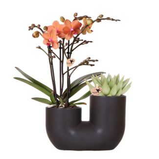 Stilvolle Duo-Pflanzenpot Tube Zierpot Schwarz, Set von 1 Orange Schmetterlingsorchidee Bolzano und 1 Sukkulent, Topfgröße Ø9cm, Blühende Zimmerpflanze