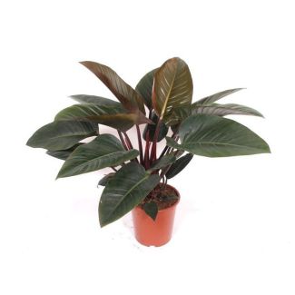 Philodendron Red Beauty
