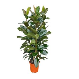 Gummibaum Robusta Strauch