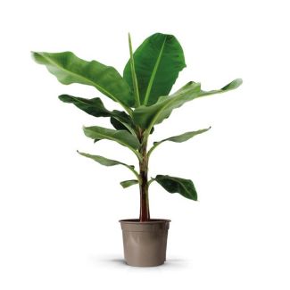 Bananenpflanze (Musa) - 130cm