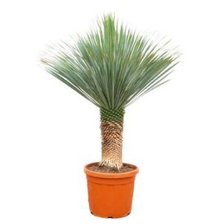 Robuste Yucca Rostrata 140–160cm – Blickfang für Wohnzimmer, Flur & Büro