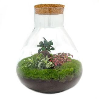 Baue dein eigenes Selbstversorgendes Biotop / Mini-Ökosystem - Botanischer Sam XL - ↕ 35 cm