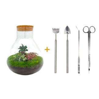 Baue dein eigenes Selbstversorgendes Biotop / Mini-Ökosystem - Botanischer Sam XL - ↕ 35 cm mit Rechen, Schaufel und Pinzette