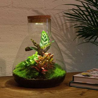 DIY Terrarium - Sam Calathea mit Licht - ↕ 30 cm - Normal