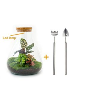 DIY-Terrarium - Sam Calathee mit Licht - ↕ 30 cm - Rechen + Schaufel