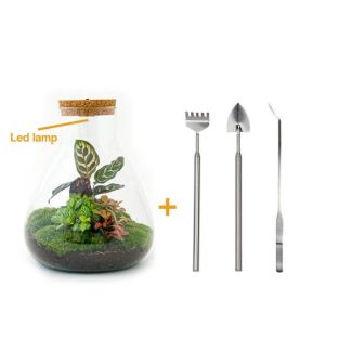 DIY-Terrarium - Sam Calathea mit Licht - ↕ 30 cm - Rechen + Schaufel + Pinzette