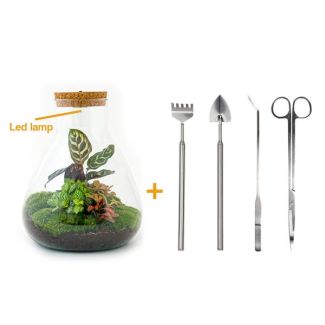 DIY-Terrarium - Sam Calathea mit Licht - ↕ 30 cm - Rechen + Schaufel + Pinzette + Schere