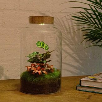 DIY-Terrarium - Milchige Kalathea mit Licht - ↕ 31 cm - Normal