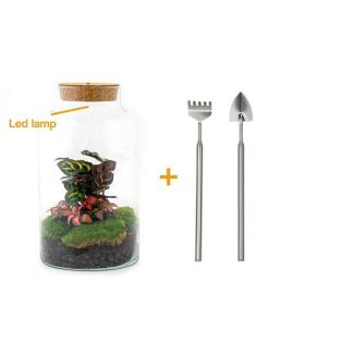 DIY-Terrarium - Milchige Calathea mit Licht - ↕ 31 cm - Rechen + Schaufel