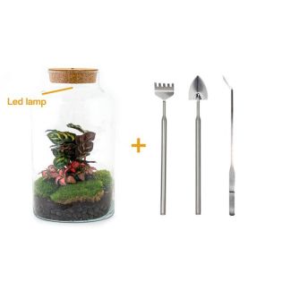 DIY-Terrarium - Milchige Calathea mit Licht - ↕ 31 cm - Rechen + Schaufel + Pinzette