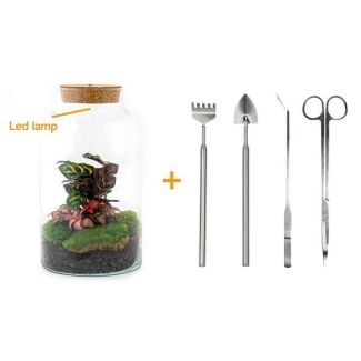 DIY-Terrarium - Milchige Kalathea mit Licht - ↕ 31 cm - Rechen + Schaufel + Pinzette + Schere