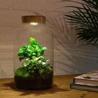 Pflanzen-Terrarium mit Beleuchtung - Milchkaffee-Kaffeepflanze - ↕ 31 cm - Selbstbau