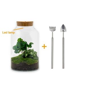 Pflanzen-Terrarium mit Beleuchtung - Milchkaffee-Kaffeepflanze - ↕ 31 cm - Selbstbau mit Harke, Schaufel