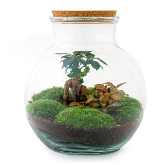 Glas Pflanzgefäß! - Teddy Bonsai - ↕ 26,5 cm - DIY