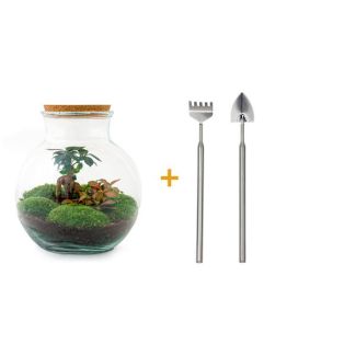 Glas Pflanzgefäß! - Teddy Bonsai - ↕ 26,5 cm - DIY - mit Rechen, Schaufel