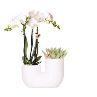 Kombiset, Geschenkidee, dekorativer Topf Weiß mit Weißer Schmetterlingsorchidee Amabilis + Sukkulent, Topfgröße Ø9cm