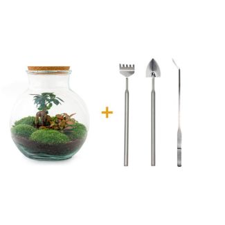 Glas Pflanzgefäß! - Teddy Bonsai - ↕ 26,5 cm - DIY - mit Rechen, Schaufel, Pinzette