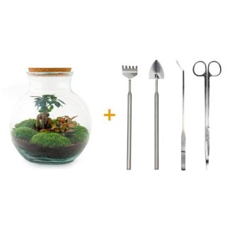 Glas Pflanzgefäß! - Teddy Bonsai - ↕ 26,5 cm - DIY - mit Rechen, Schaufel, Pinzette und Schere