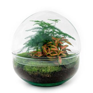 Selbstgemachtes Pflanzenterrarium - Kuppel Rot - Höhe 20 cm