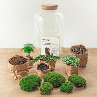 Selbstbau Pflanzen Terrarium - Botanischer XL Topf - 43 x 23 cm - Mit Pflanzen und Zubehör
