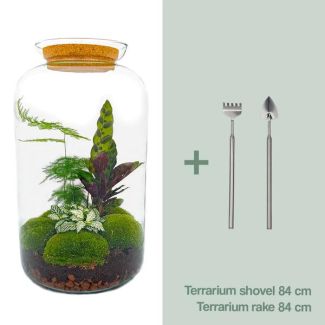 Selbstbau Pflanzen-Terrarium - Botanischer XL Topf - 43 x 23 cm - Mit Pflanzen und Zubehör inklusive Harke und Schaufel