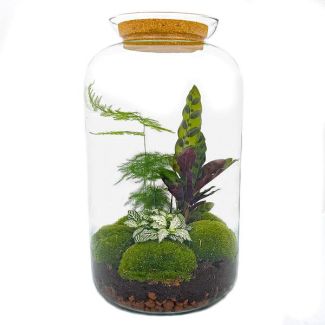Selbstbau Pflanzen-Terrarium - Botanischer XL Topf - 43 x 23 cm - Mit Pflanzen und Zubehör wie Harke, Schaufel, Pinzette und Schere