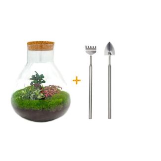 Bau dein eigenes Selbstversorgendes Biotop / Mini-Ökosystem - Botanischer Sam XL - ↕ 35 cm mit Rechen, Schaufel, Pinzette und Schere