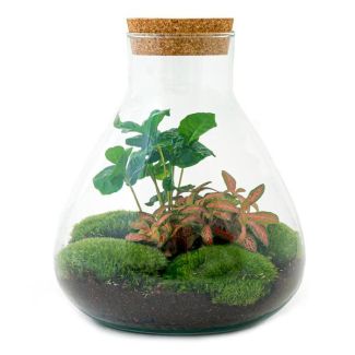 Geschenkidee: Selbstbau Pflanzen Terrarium - Sammie Coffea - Kaffeepflanze - ↕ 27 cm - DIY