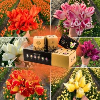 Große Tulpenzwiebel-Mischung - 6 verschiedene Tulpen - 90 Tulpenzwiebeln - niederländische Tulpen