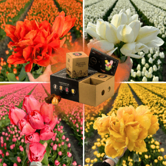 Niederländische Tulpenzwiebelmischung - 40 Blumenzwiebeln - Geliefert in edler Box - orange, rosa, gelbe und weiße Tulpen