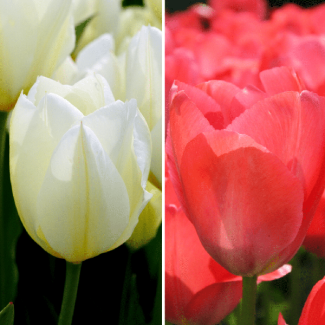 30 Purissima und Van Eijk-Tulpenzwiebeln, schöne Mischung aus diesen 2 Sorten Tulpen