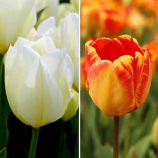 15 gelbe und 15 weiße Tulpen | 30 Nadine's Happiness Blumenzwiebeln