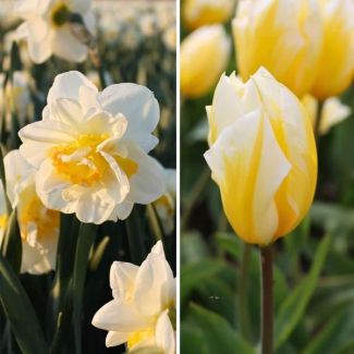 Blumenzwiebeln Amsterdam - Jacques Darlings - 25 Blumenzwiebeln - Größe 12+