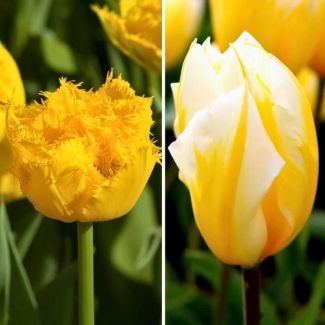 30 Tulpenzwiebeln Set | Set von Crystal Star und Sweetheart Tulpe | Gelbe Tulpenzwiebeln Paket