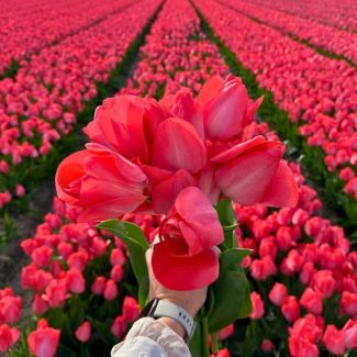 15 Blumenzwiebeln für Van Eijk Tulpen | wunderschöne rot-rosa Tulpen, 45 cm hoch | Elegante Tulpen